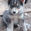 Husky pup