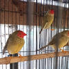 Star Finches