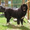 AKC Newfoundland Puppies in Michigan