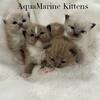 All reserved! TICA Ragdoll & Cherubim Litter