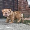 FEMALE CHOCOLATE SABLE MERLE ENGLISH BULLDOG