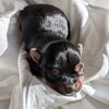 !! RESERVED !! Teacup Female Yorkie Teddy/Baby doll litter (smallest) 
