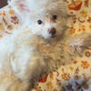Maltese-shitzu 9 month puppy call me at 586-258-5661