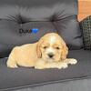 Cocker Spaniel puppies 