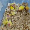 Baby yellow fishery and lutino Roseicolli