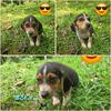 Beagle puppies 