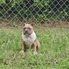 ABKC Registerd American Pocket Bullys