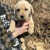 AKC Lab puppies 