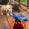 $750 No paper pocket bully 1 female left