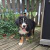 Bernese Mountain Puppies