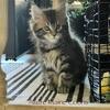 Maine Coon Kitten - Sunny and Emmett’s Litter