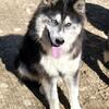 Malcolm Ckc registered Siberian Husky 