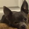 16months - RARE FEMALE BLUE CHIHUAHUA NOT SPAYED