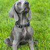 Weimaraner Puppy