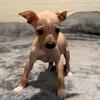 American Hairless Terrier 