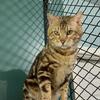 Sepia marble bengal male - blue carrier 