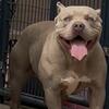 AMERICAN BULLY  