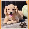 Pumpkin Female Mini Golden Retriever