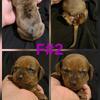 Mini Dachshund puppies