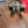 2 male Pugs avaible loving cute kind excellent bread