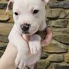 American Bulldog Razors Edge/Blue Rhino Bloodline