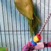 Male African Ringneck and Large Cage