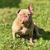 French bulldog female
