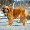 Tibatan Mastiff cross 3 males and 1 female