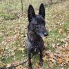 Dutch Shepherd "Ruger"