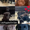 Lab Pups For Sale 