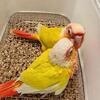 Green Cheek Conure baby