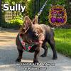 AKC Chocolate Fluffy French Bulldog for Stud