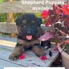 AKC German Shepherds!!! 