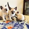 Registered Female Seal Point Kittens & One Blue Male Available Now!