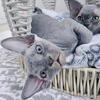 Devon Rex Kittens