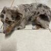 Toy, Australian Shepherd