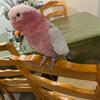 cockatoo Galah