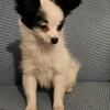 AKC Papillion male Peppy
