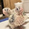 handfed green cheek conures and mutations