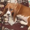 Basset Hound Puppies