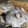 Baby chinchillas 4 months old