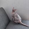 Hairless cat rabby