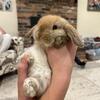 Purebred Holland Lop Buck