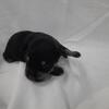AKC Sugar - Black & Silver Female Miniature Schnauzer Puppy
