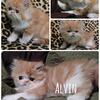 CFA Persian Kitten