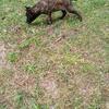 Dutch Shepherd pups