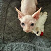 Champion bloodline Sphynx