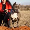 XL REDNOSE AMERICAN PITBULL TERRIER/AMERICAN BULLY