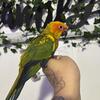Sun conure 