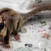 Male sugar gliders
